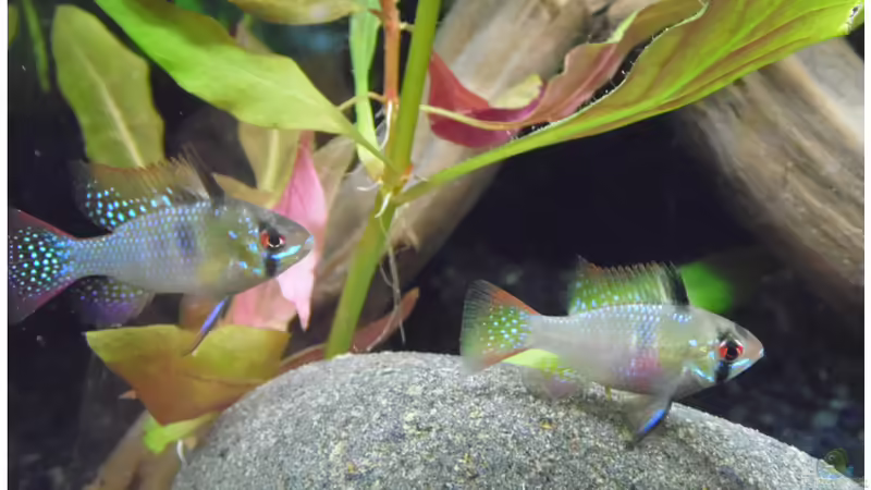 Pärchen SBB von shiru_k10 (26)