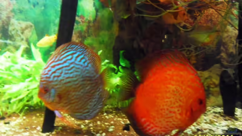 Pärchen von Ulrich Sauerhering (88)