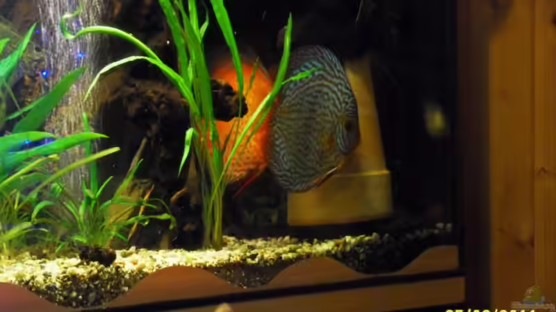 Pärchen von Ulrich Sauerhering (94)