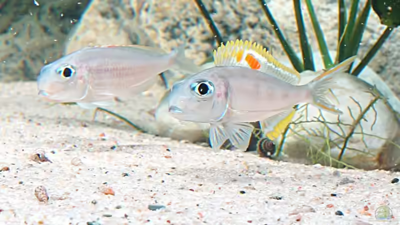 Pärchen.Weib mit Maul voll von tattooindi (20)