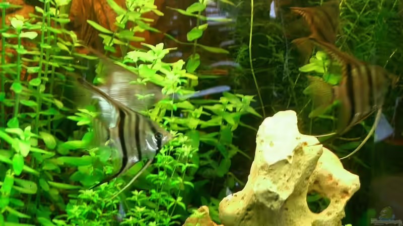 Pärchenbildung??? von wald-muckel (8)