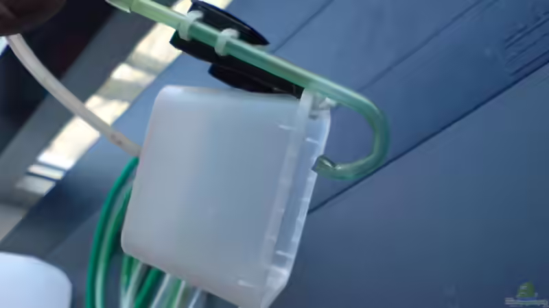 Paffarthschale von timme (30)