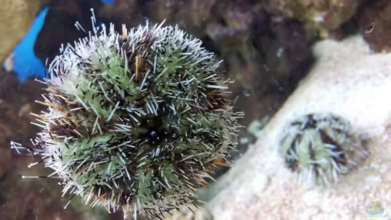 Paffenhut Seeigel von Christian Höse (43)