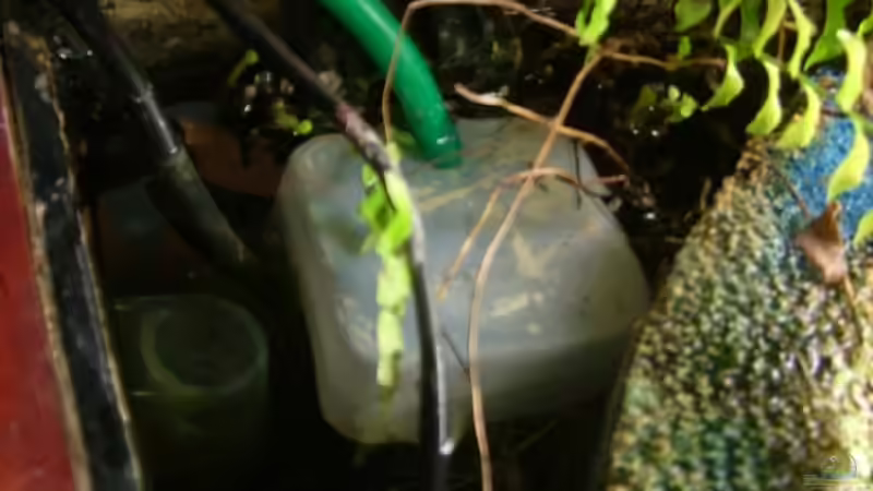 Paffrathschale, Regelheizer, CO2-Dauertest im August 2008 von timme (28)