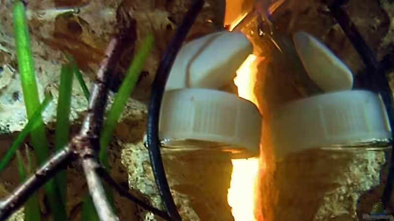 paffrathschale mit Innenfilter für die Strömung von Dennis Klusmann (19)