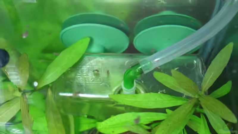 Paffrathschale unsichtbar versteckt hinter den Pflanzen von hej kompisar (17)