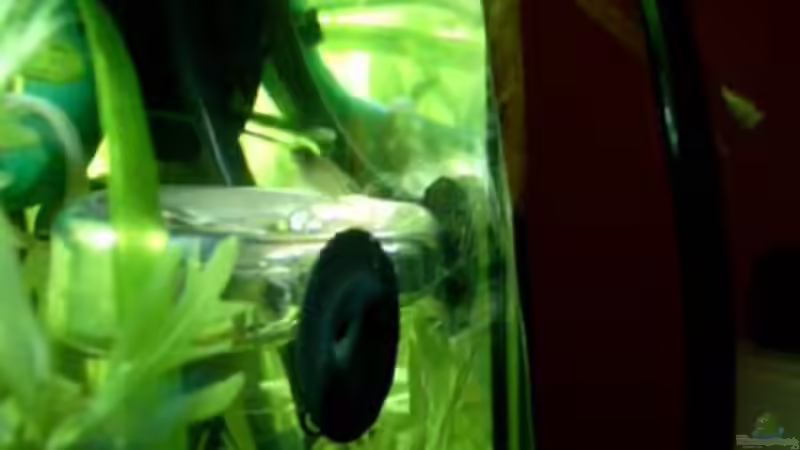 Paffrathsche Rinne von Christian Wolf (9)