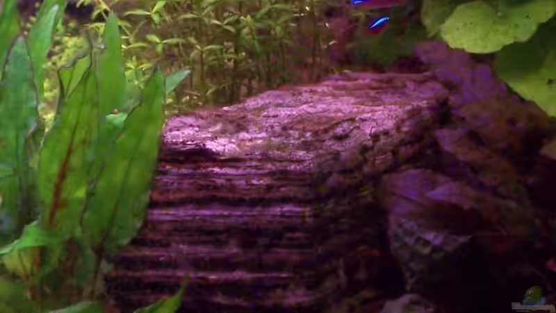 Pagodenstein von Peter & Sandra (9)