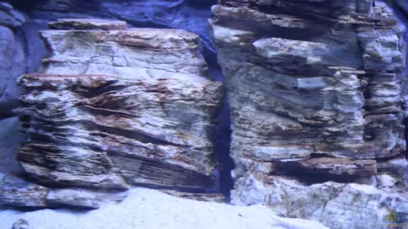 Pagodensteine ,linke Seite des Beckens,15.11.08 von Florian Bandhauer (24)