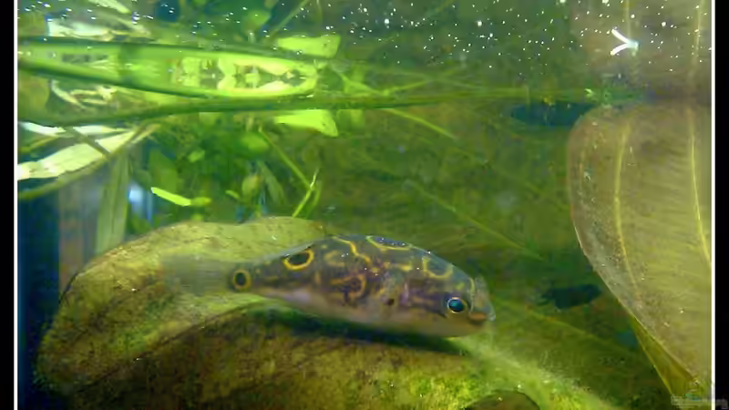 Einrichtungsbeispiele für Aquarien mit Palembang-Kugelfisch (Tetraodon biocellatus)