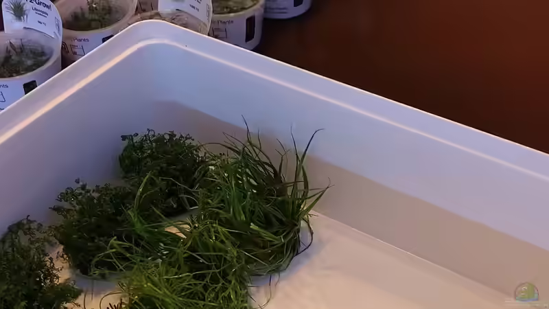 Palette mit Pflänzchen von PEM (9)