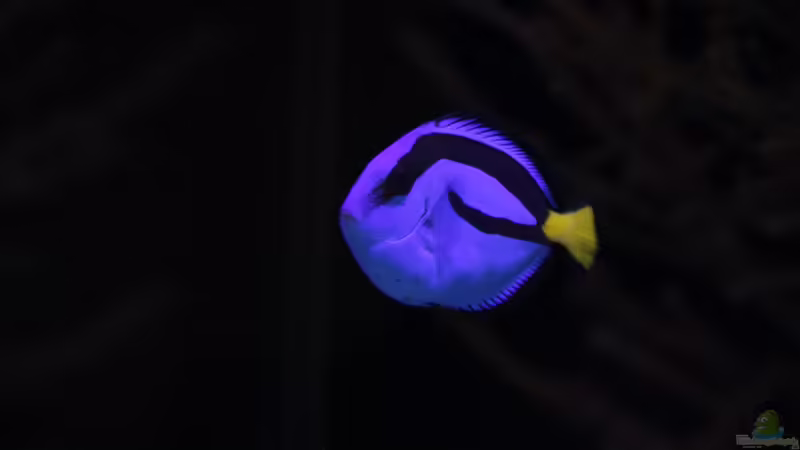 Paletten Doktorfisch = Paracanthurus hepatus von Sven Jastrow (13)