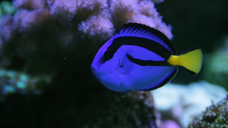 Paletten Doktorfisch = Paracanthurus hepatus von Sven Jastrow (14)