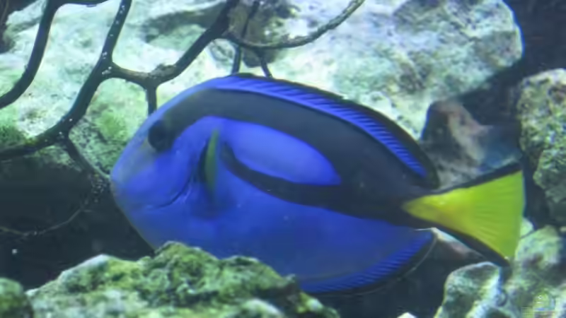 Palettendoktok von Benji (6)