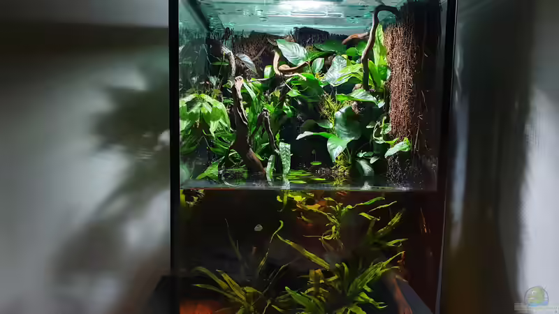Paludarium  von Aqua fan (4)