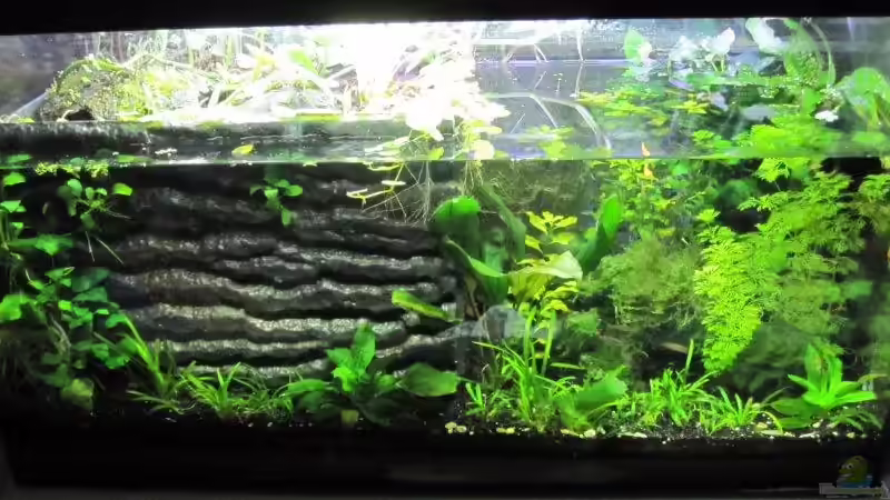 Paludarium-Gesamtblick von cammarus (1)