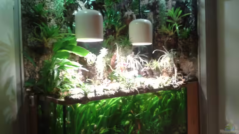 Paludarium neu gestaltet von Der Südamerikaner (10)