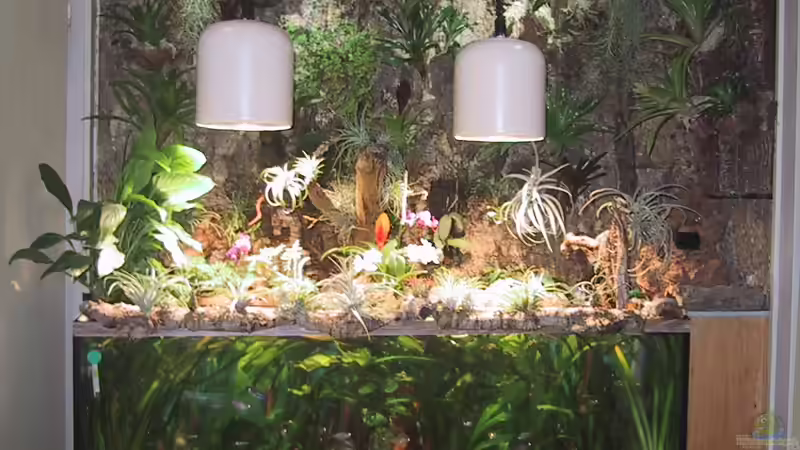 Paludarium neu gestaltet von Der Südamerikaner (4)