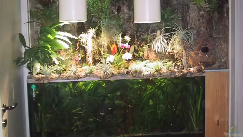 Paludarium neu gestaltet von Der Südamerikaner (5)