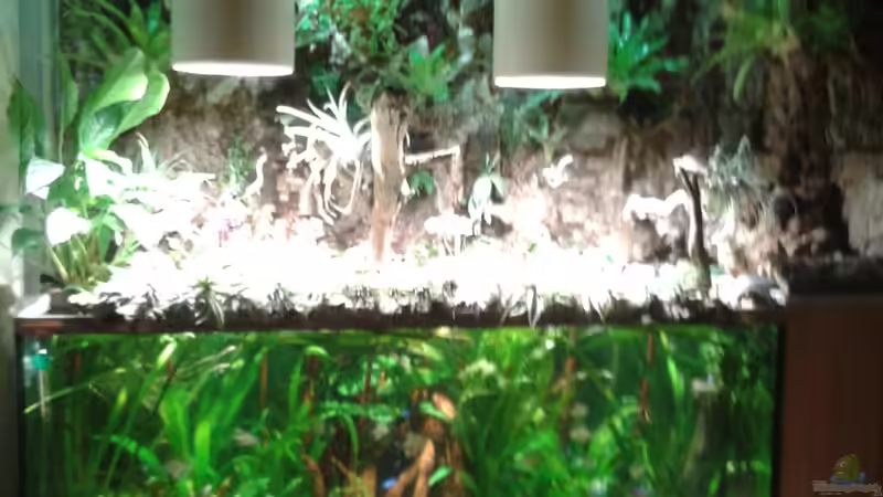 Paludarium neu gestaltet von Der Südamerikaner (7)