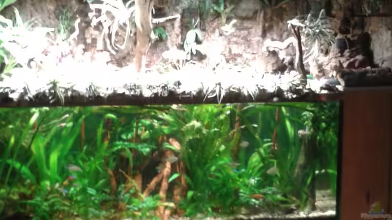 Paludarium neu gestaltet von Der Südamerikaner (8)