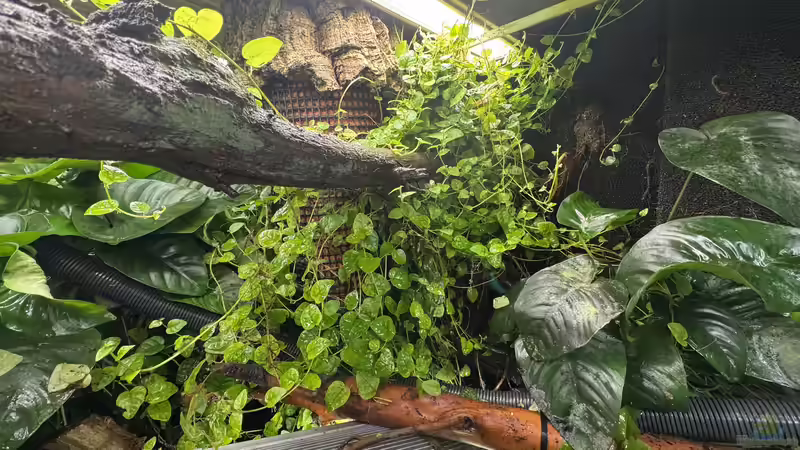 Paludarium von cws (2)