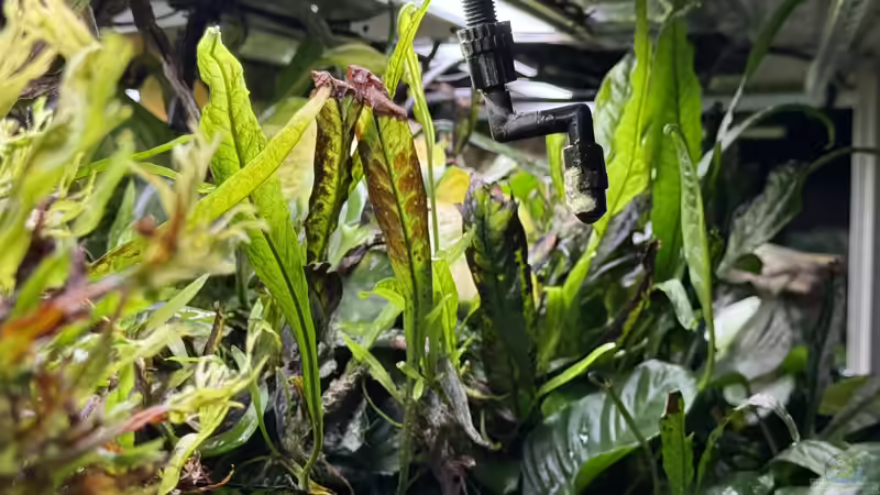 Paludarium von cws (3)