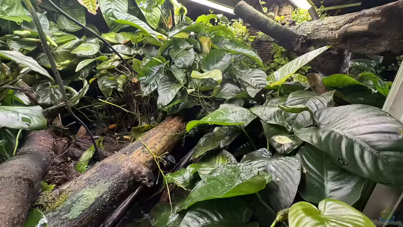 Paludarium von cws (4)