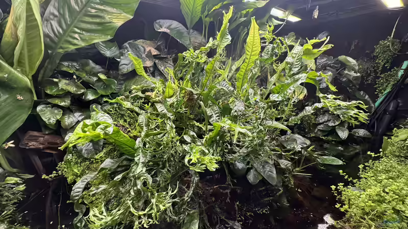 Paludarium von cws (5)