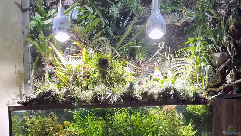 Paludarium von Der Südamerikaner (1)