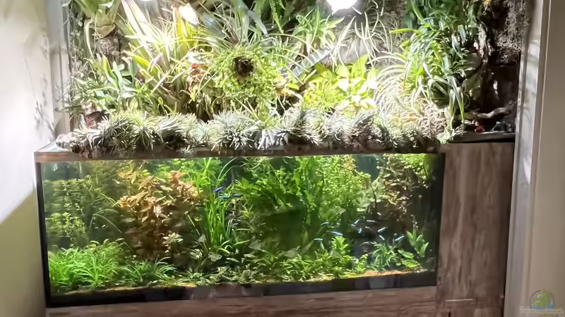 Paludarium von Der Südamerikaner (2)