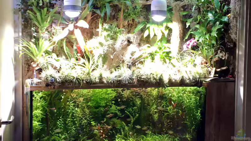 Paludarium von Der Südamerikaner (3)