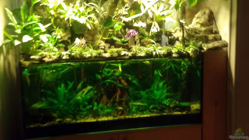 Paludarium vor dem Umbau 2013  von Der Südamerikaner (11)