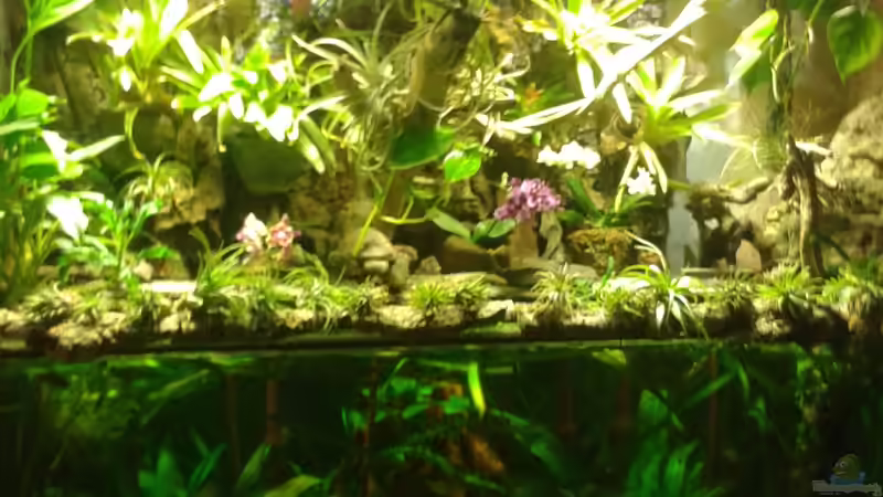 Paludarium vor dem Umbau 2013 von Der Südamerikaner (12)