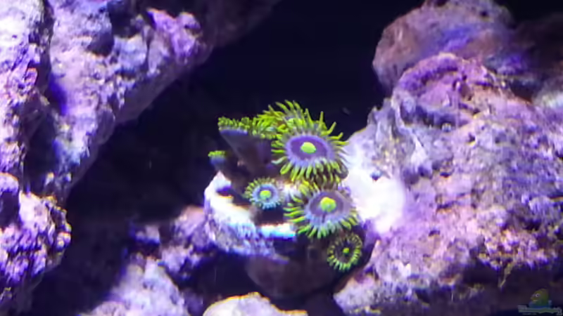 Palythoa ´Blueberry Pie´ - Krustenanemone von BenoN (11)