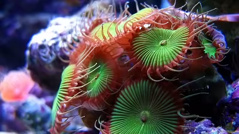 Palythoa sp. von Petra Kallmeyer (9)