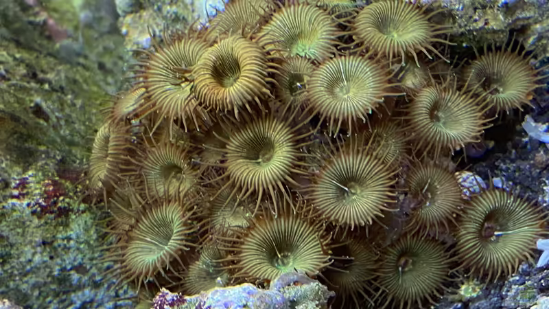 Palytoa Krustenanemonen von Tim1979 (55)