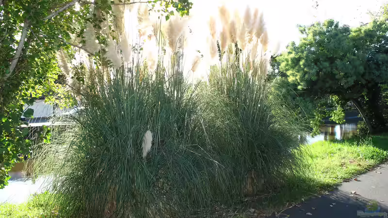 Pampasgras: Ein Highlight im Garten oder eine problematische invasive Art?