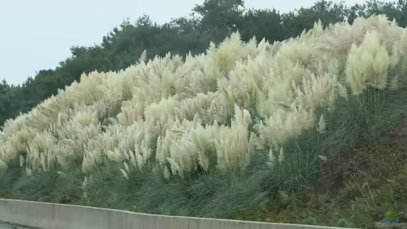 Pampasgras: Ein Highlight im Garten oder eine problematische invasive Art?