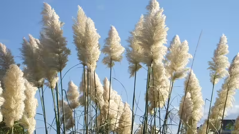 Pampasgras: Ein Highlight im Garten oder eine problematische invasive Art?