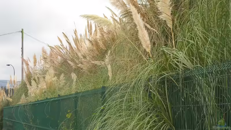 Pampasgras zuschneiden: Der umfassende Leitfaden für gesunde und prachtvolle Ziergräser im Garten