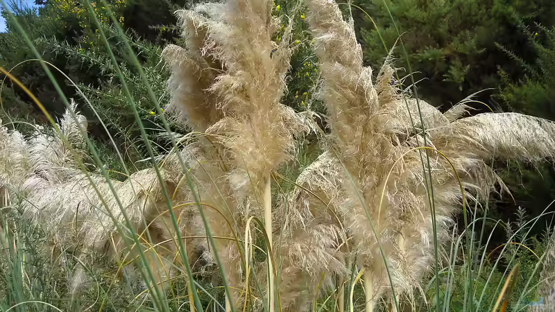 Pampasgras zuschneiden: Der umfassende Leitfaden für gesunde und prachtvolle Ziergräser im Garten