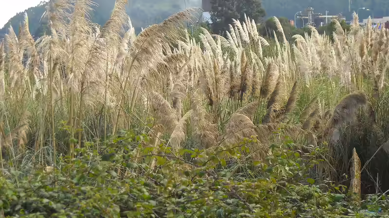 Pampasgras zuschneiden: Der umfassende Leitfaden für gesunde und prachtvolle Ziergräser im Garten