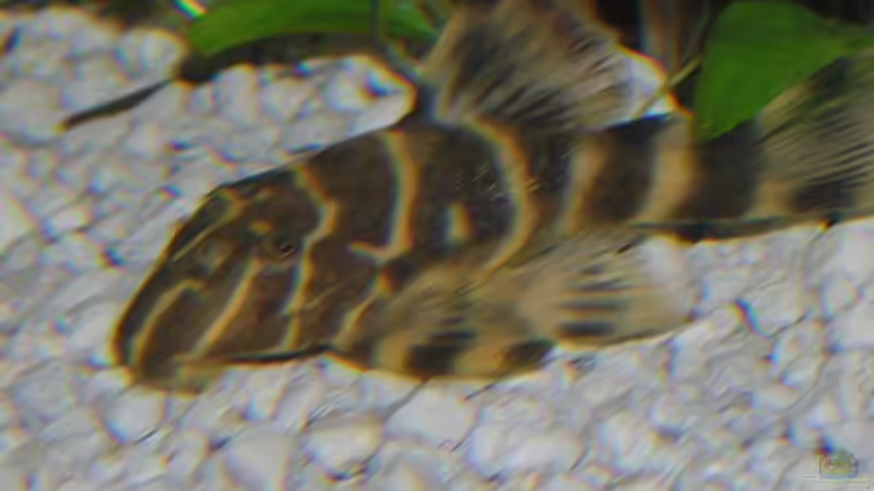 Panaqolus  maccus L162 von Fossybear (26)