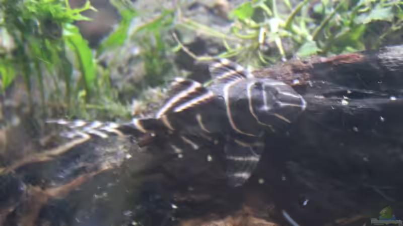 Panaqolus albivermis (L204) von maxheadroom (68)