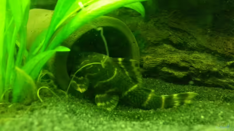 Aquarien mit Panaqolus maccus (L 162)