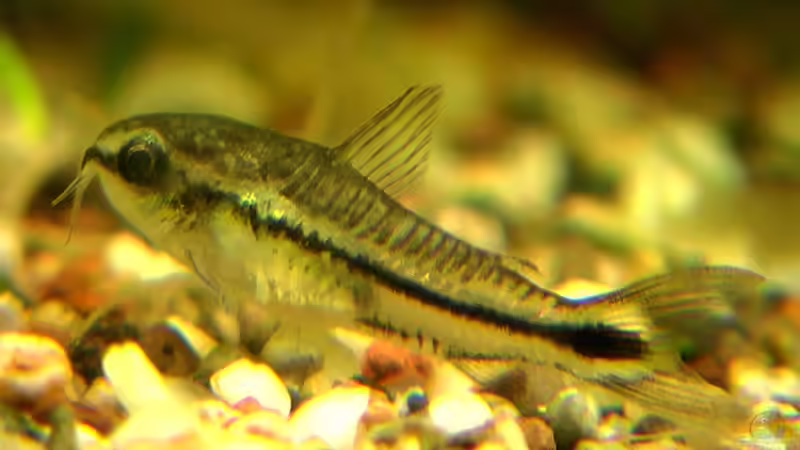 Panaqolus sp. aff. maccus von Fossybear (29)