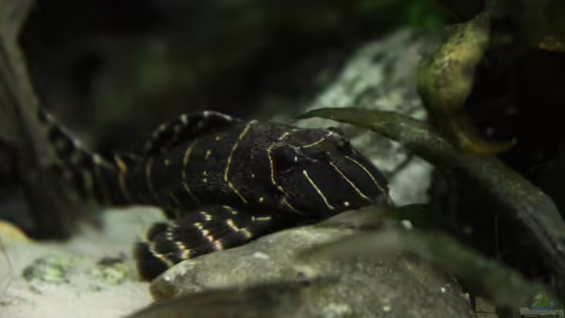 Panaqolus sp. ´L 204´ (Ringelsocken-Harnischwels) von Basti.hh (28)