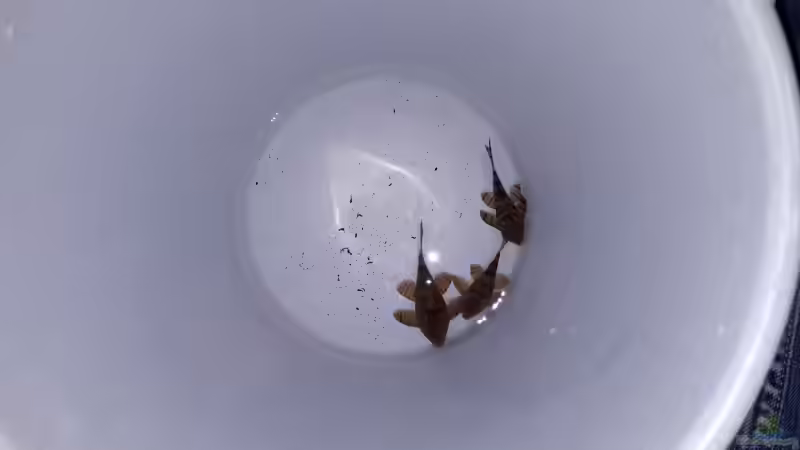 Panaqolus sp. L 397 von Jim (6)