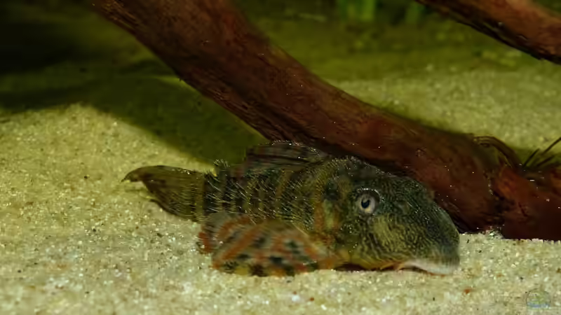 Panaqolus sp. L397 12.08.15 von ~Marco~ (67)